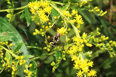 Epistrophella emarginata