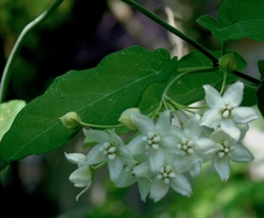 Funastrum pannosum