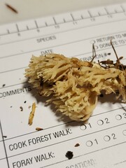Clavulina reae