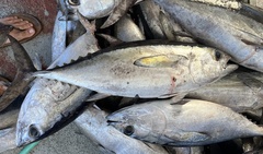Thunnus atlanticus
