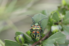 Scutiphora pedicellata