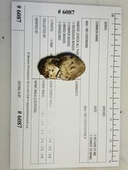 Pluteus leucoborealis