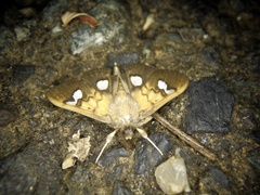 Nosophora semitritalis