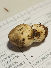 Pluteus leucoborealis