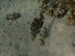 Cheilinus chlorourus