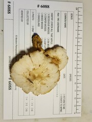 Pluteus leucoborealis