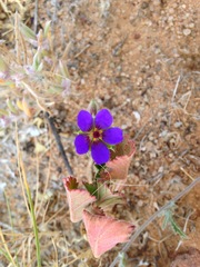 Erodium carolinianum