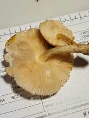 Pluteus leucoborealis