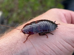 Eurycotis floridana