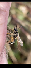 Lasioglossum