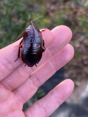 Eurycotis floridana