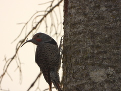 Colaptes auratus cafer