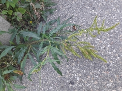 Rumex salicifolius