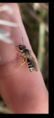 Lasioglossum