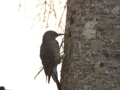 Colaptes auratus cafer
