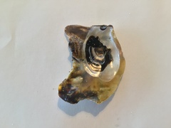Malleus