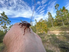 Eurycotis floridana