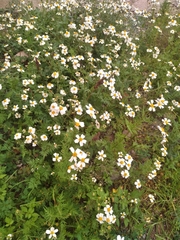 Bidens odorata