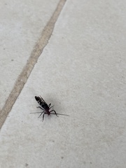 Thyrsophorinae