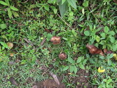Psilocybe caerulescens