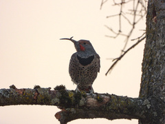 Colaptes auratus cafer