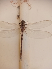 Gynacantha dravida