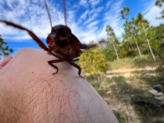 Eurycotis floridana