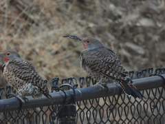 Colaptes auratus cafer