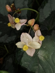 Begonia rex