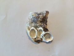 Malleus