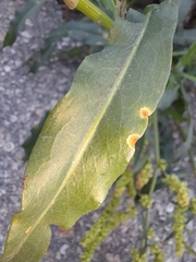 Rumex salicifolius