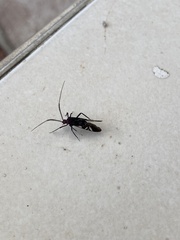 Thyrsophorinae