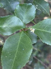 Gymnosporia harveyana