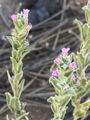Epilobium densiflorum