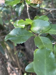 Gymnosporia harveyana