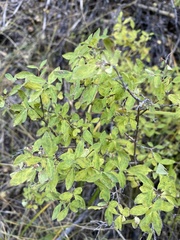 Symphoricarpos rotundifolius