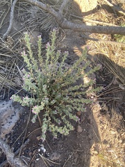 Epilobium densiflorum