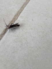 Thyrsophorinae