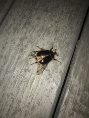 Pleocoma blaisdelli
