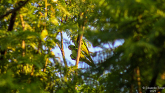 Psittacara holochlorus