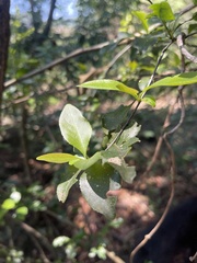 Gymnosporia harveyana