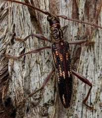 Coptocercus rubripes