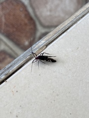Thyrsophorinae