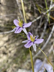 Thysanotus
