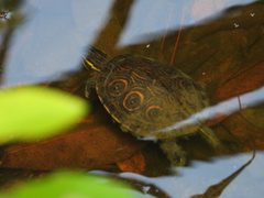 Trachemys venusta