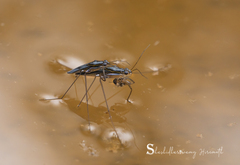 Limnogonus