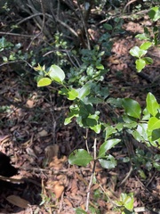 Gymnosporia harveyana