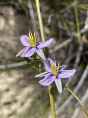 Thysanotus