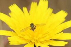 Toxomerus occidentalis