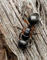 Polyrhachis femorata